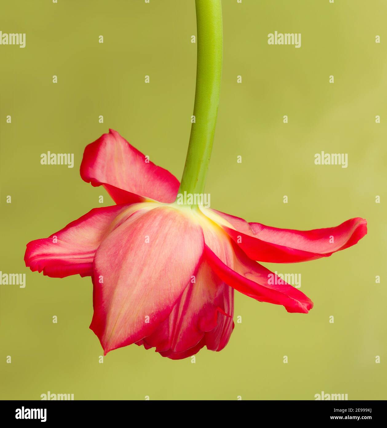 Tulipe rouge suspendue à l'envers - l'image peut être utilisée pour photoshop un bébé dans lui Banque D'Images