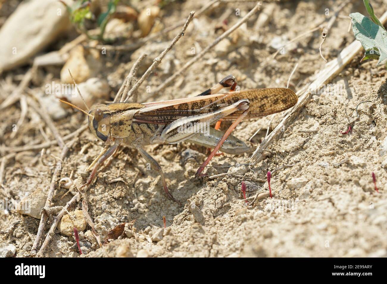 Gros plan d'un lieu migratoire, criquet migrateur au soleil Banque D'Images