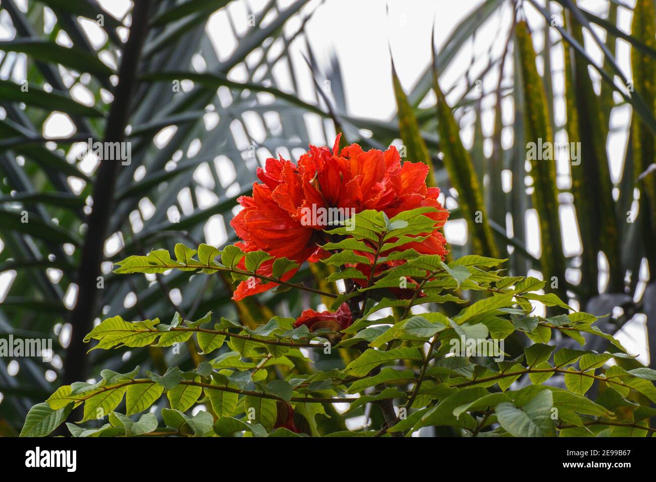Spathodea campanulata P. Beauv. Tulipier africain Banque D'Images