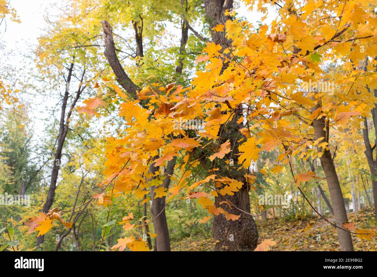 Belle vue d'automne dans les parcs de Chisinau. C'est une très belle image. Banque D'Images