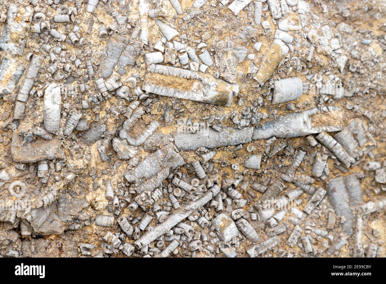 Tiges fossiles de crinoïdes dans les rochers de défense de la mer près de Culross en Écosse. Banque D'Images