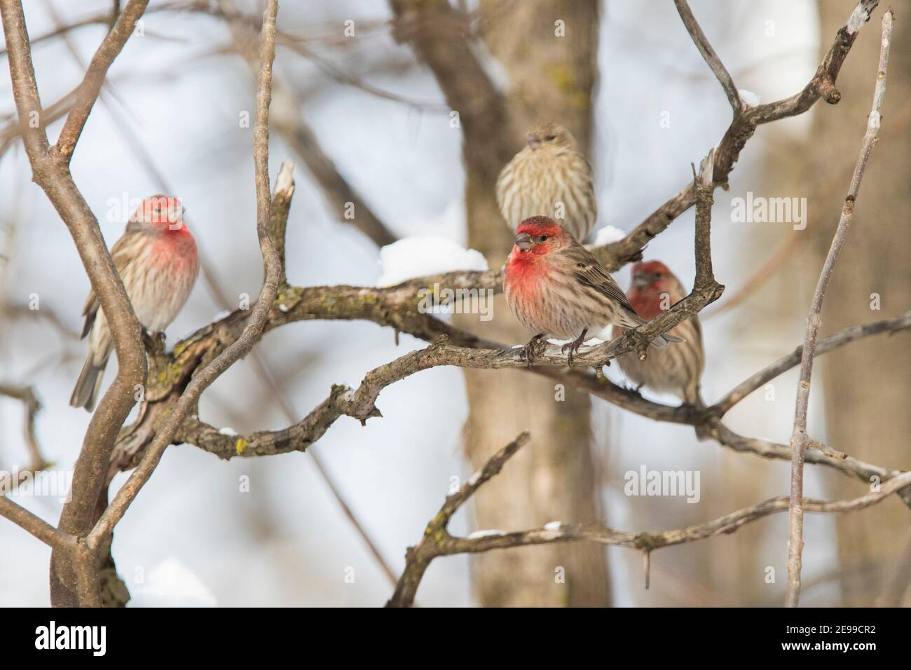 Roselin familier (Haemorhous mexicanus) en hiver Banque D'Images