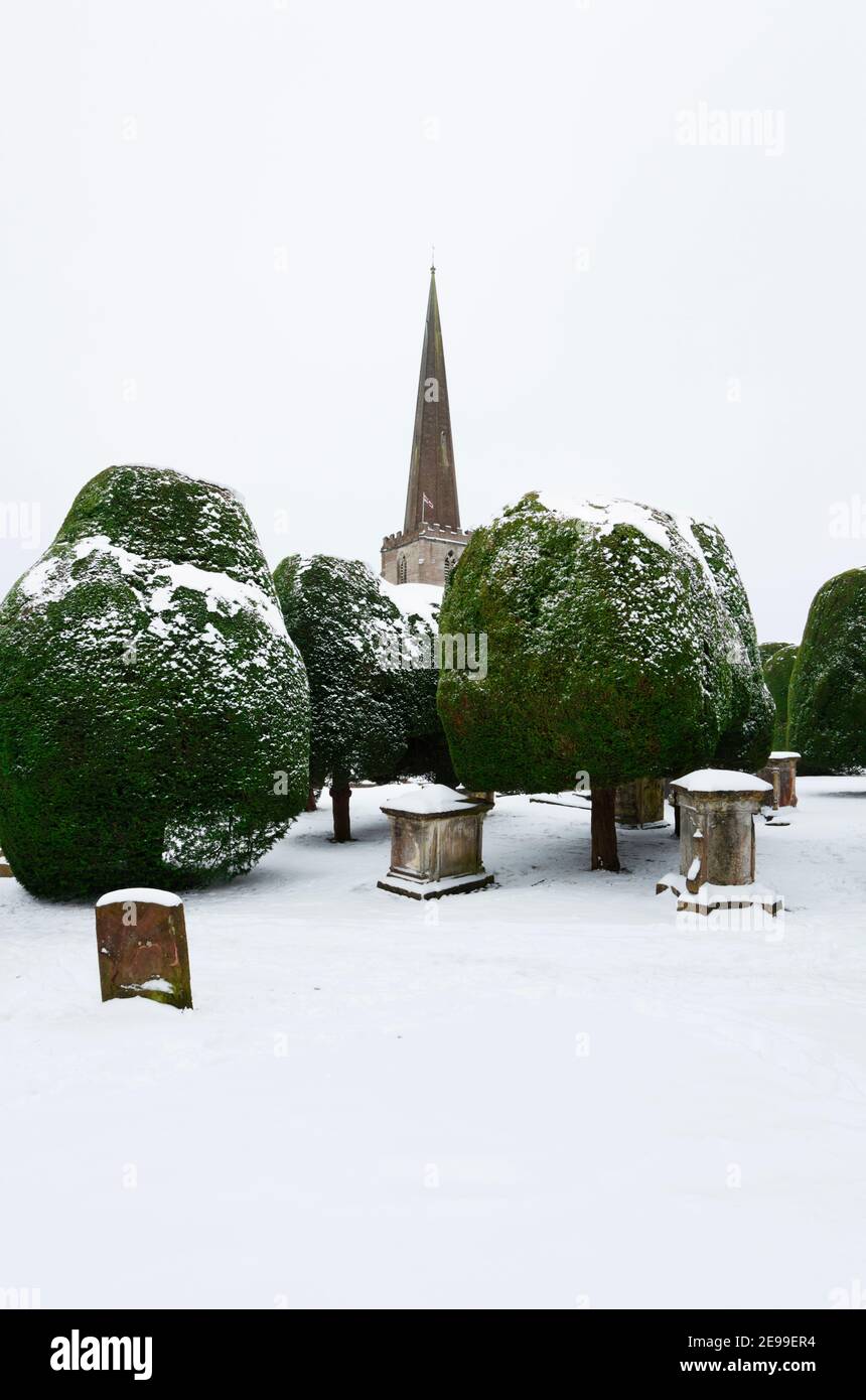 Les célèbres arbres Yew de l'église St Mary à Painswick. Les Cotswolds. Gloucestershire, Angleterre, Royaume-Uni. Banque D'Images