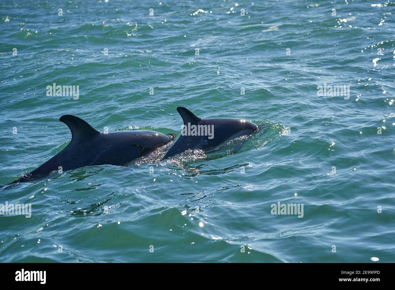 Lagenorhynchus australis, dauphins de Peale nageant dans l'eau turquoise de l'océan atlantique sur la côte de patagonie en argentine, montrant de la Banque D'Images