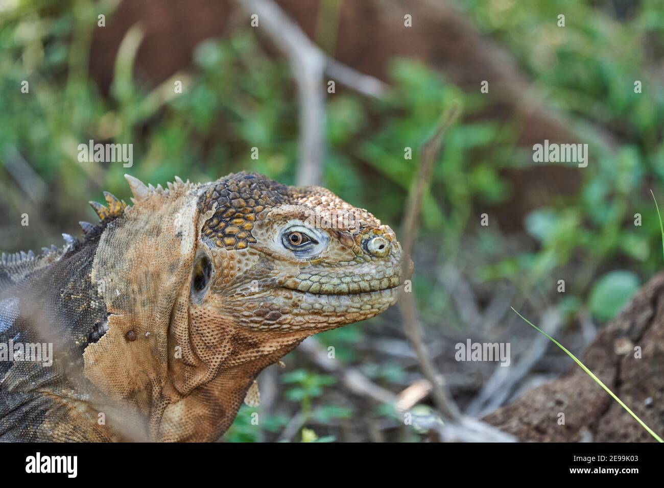 Galapagos Land iguana, Conolophus subcristatus. Dans son habitat naturel. Un lézard jaune qui ressemble à un petit dragon ou un dinosaure. Îles Galapagos, ce Banque D'Images