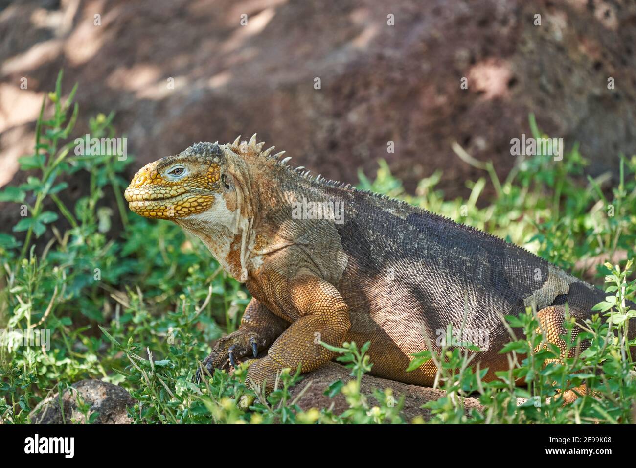 Galapagos Land iguana, Conolophus subcristatus. Dans son habitat naturel. Un lézard jaune qui ressemble à un petit dragon ou un dinosaure. Îles Galapagos, ce Banque D'Images