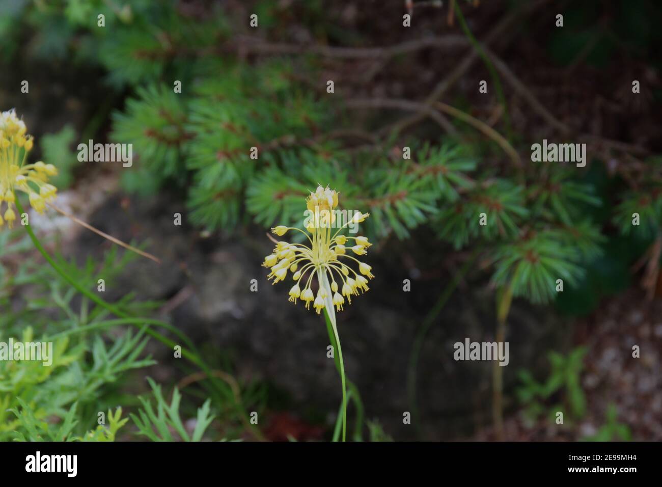 Une Allium jaune de feu d'artifice fleurit dans un jardin extérieur Dans le Wisconsin Banque D'Images