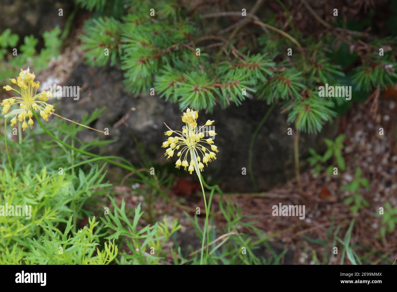 Deux fleurs jaunes d'Allium Fireworks poussent dans un jardin extérieur Dans le Wisconsin Banque D'Images