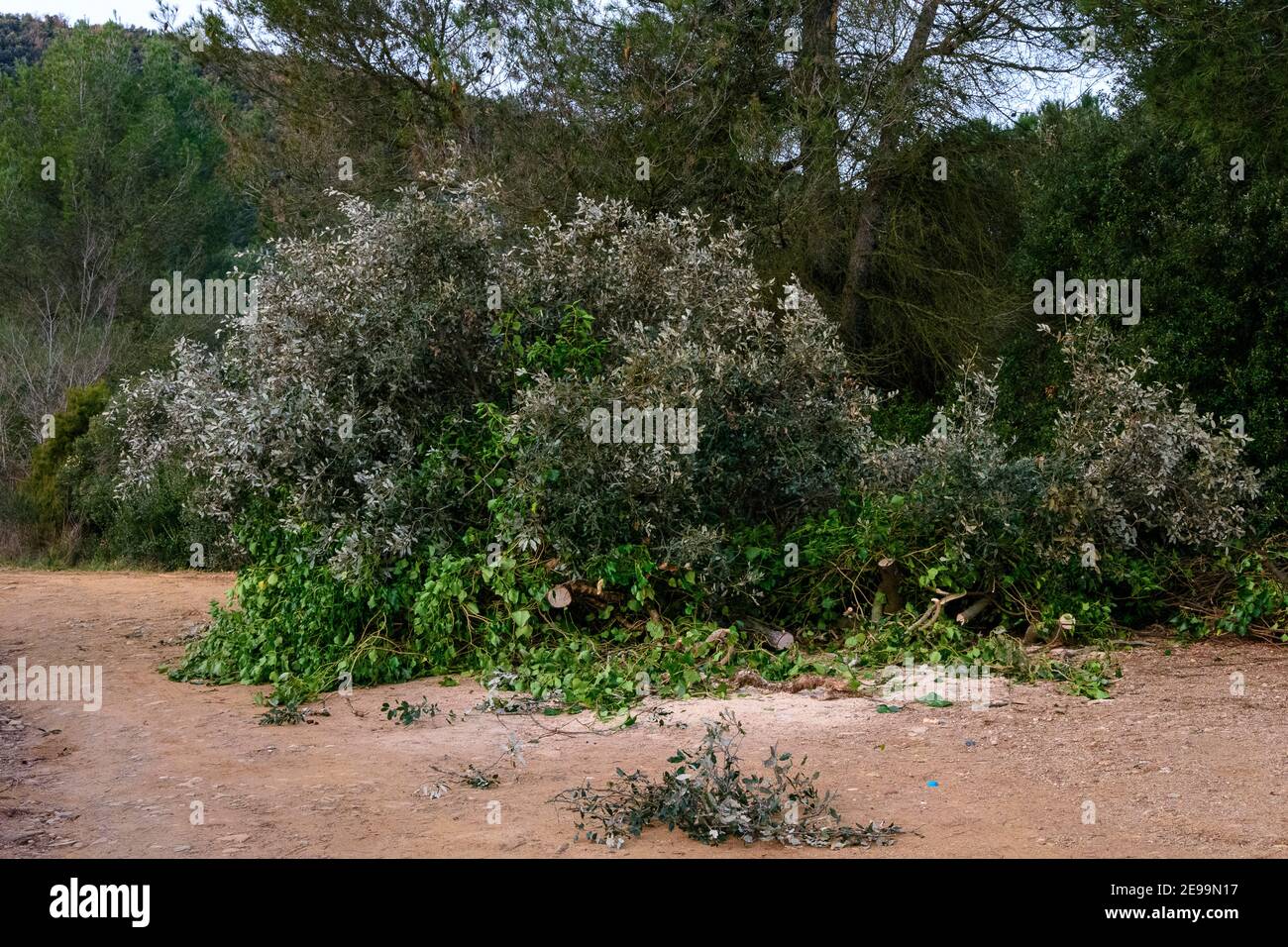 Un arbre récemment tombé bloque un chemin de marche. Banque D'Images