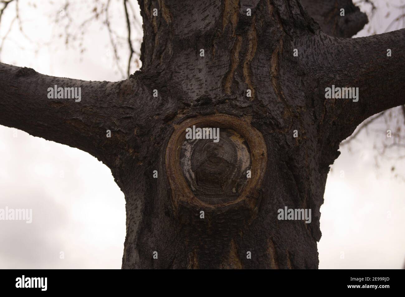 Un membre central cisaillé donne l'apparence d'un œil sur un arbre dont les bras sont étirés. Banque D'Images