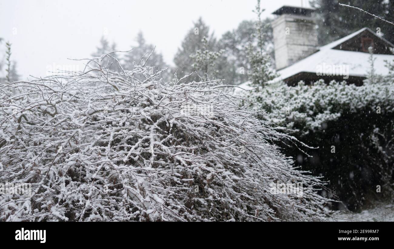 Un buisson et une haie couverts de neige blanche et brumeuse; emmenés dans un quartier de banlieue en hiver. Banque D'Images