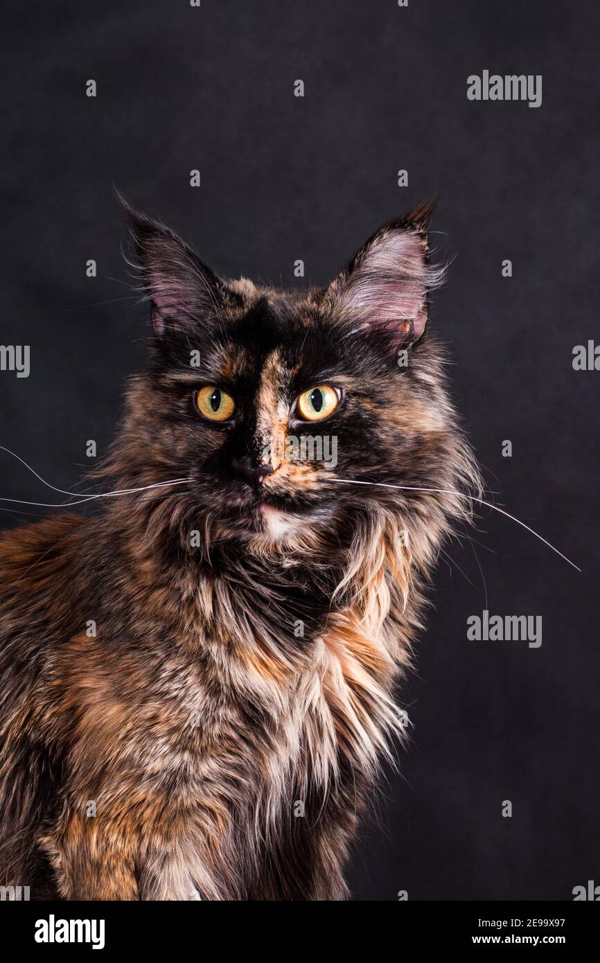 Portrait D Une Race De Chat De Couleur Tortue Meinkun Sur Fond Noir A L Interieur Du Studio Photo Stock Alamy