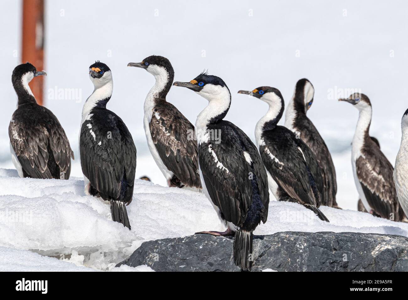 Des chags antarctiques, Leucocarbo bracfieldensis, dans le plumage reproducteur, port de Mikkelsen, Antarctique. Banque D'Images