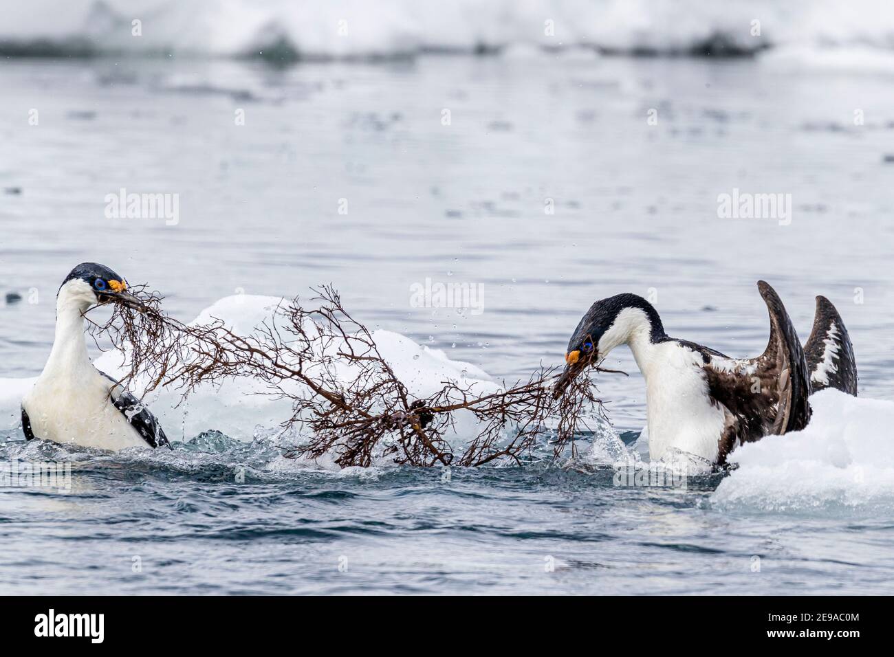 Des chags antarctiques, Leucocarbo bransfidensis, rivalisent pour les matériaux de nidification à Port Lockroy, Antarctique. Banque D'Images