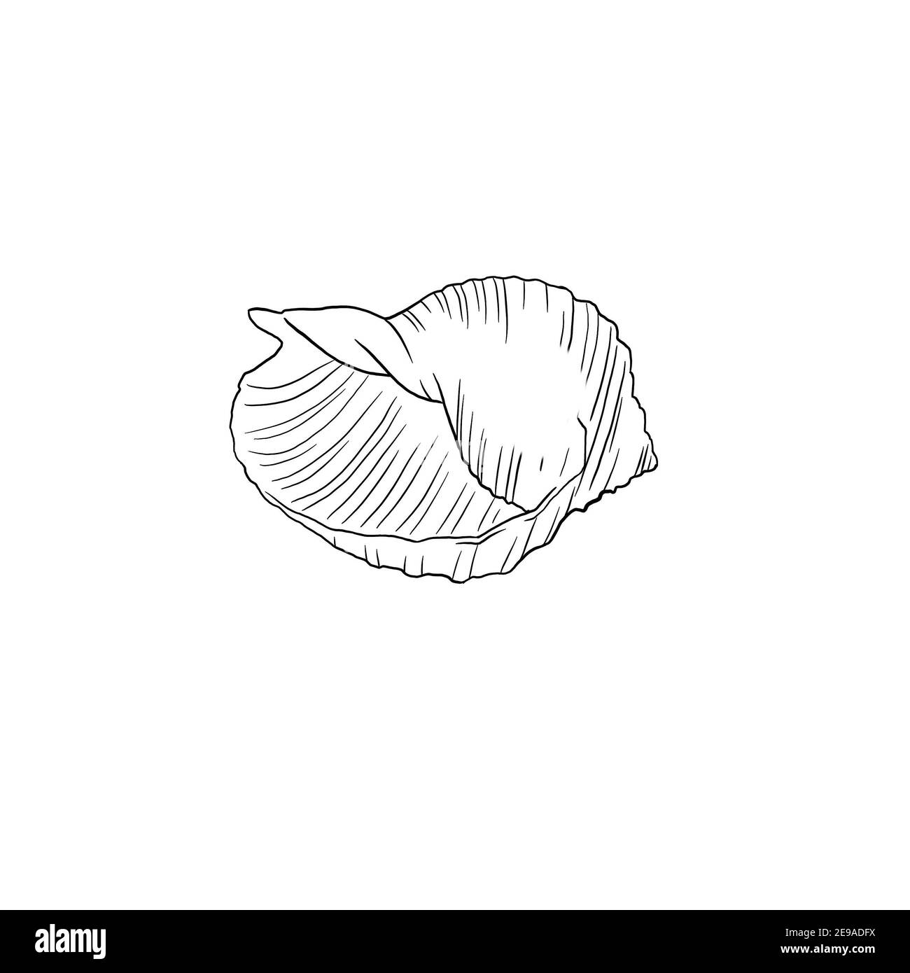 Motif de fond de mer. Illustration aquarelle de haute qualité. Design marin Banque D'Images