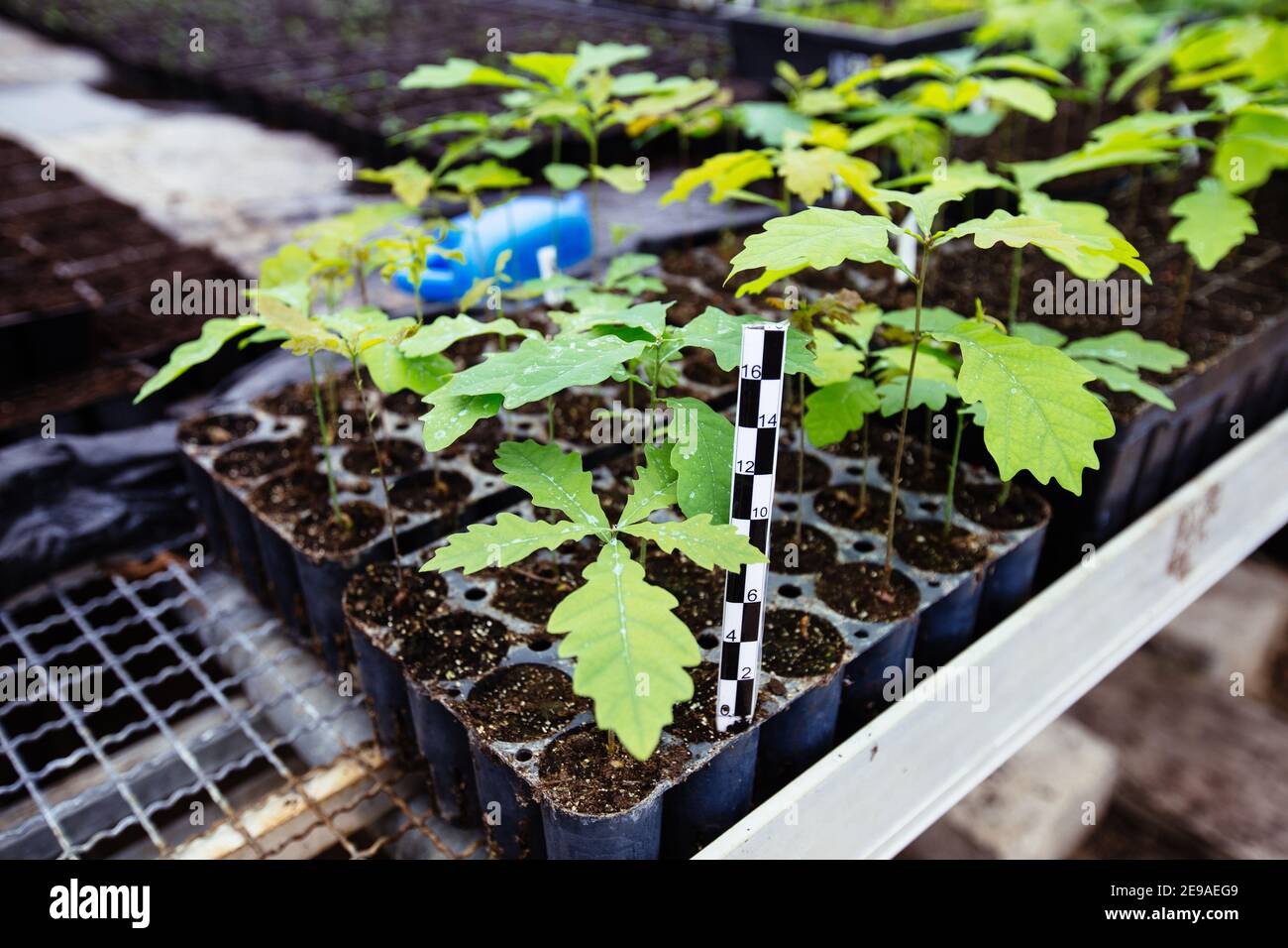 Culture de semis de chêne conteneurisé en serre avec contrôle du climat. Banque D'Images