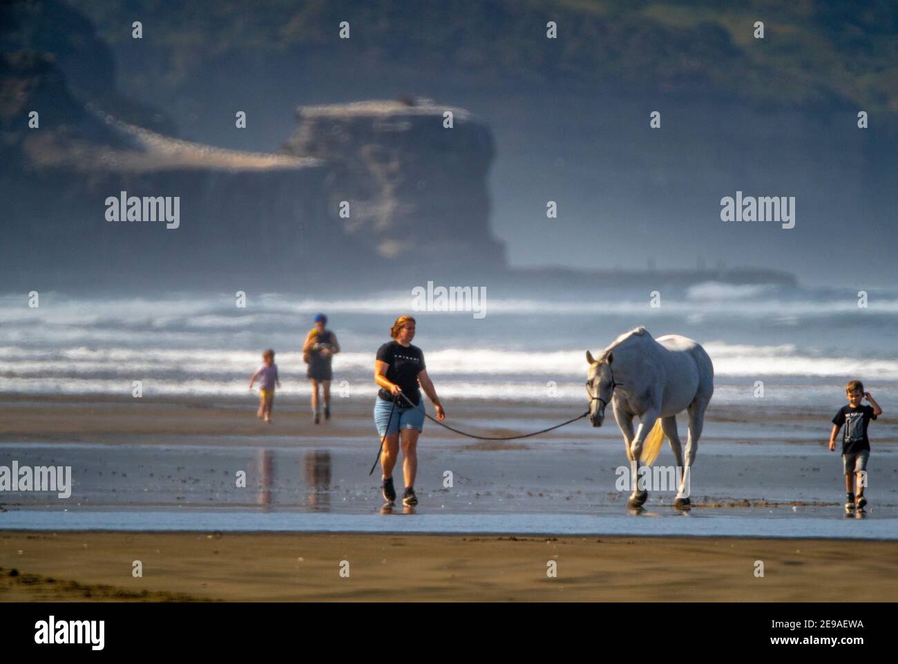 Muriwai Beach, Nouvelle-Zélande, 3 février 2021 - UN cheval est exercé sur la plage Muriwai Beach, sur la côte ouest de la Nouvelle-Zélande, à 40 km à l'ouest d'Auckland. La Nouvelle-Zélande est actuellement sur Covid 19 niveau 1, le statut le plus bas sur l'échelle de préparation Covid qui permet aux résidents de libre circulation de profiter de l'été. Les citoyens sont encouragés à utiliser l'application locale de recherche de contacts et les seules restrictions prescrites sont le port de masques sur tous les transports publics. Credit Rob Taggart/Alamy LVE News Banque D'Images