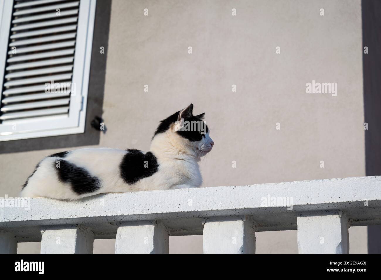 Chat noir et blanc sur balustrade blanc, île d'Iz, archipel de Zadar, Dalmatie, Croatie Banque D'Images