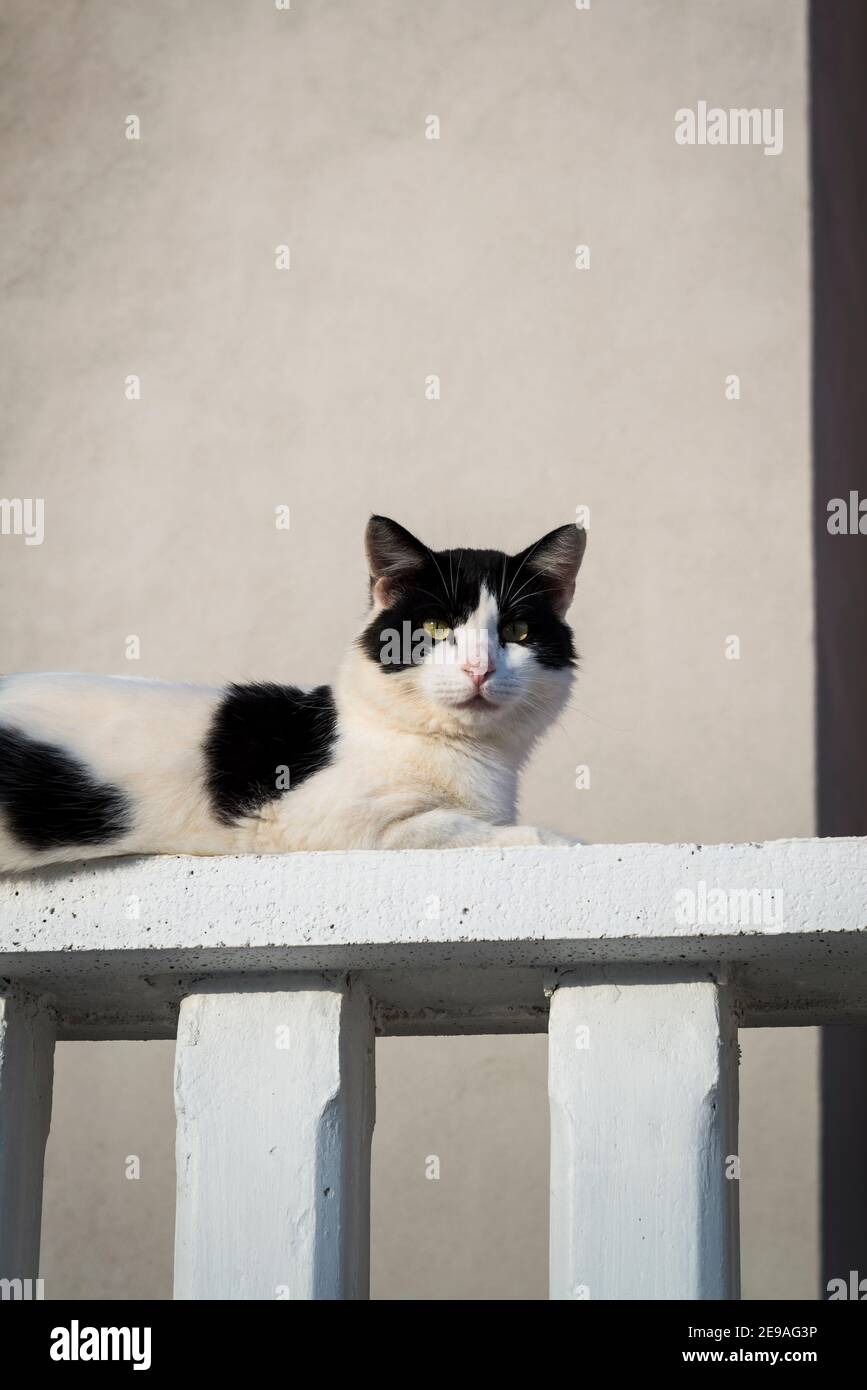 Chat noir et blanc sur balustrade blanc, île d'Iz, archipel de Zadar, Dalmatie, Croatie Banque D'Images