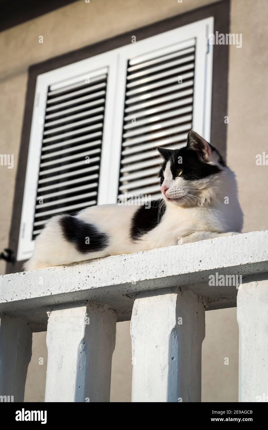 Chat noir et blanc sur balustrade blanc, île d'Iz, archipel de Zadar, Dalmatie, Croatie Banque D'Images