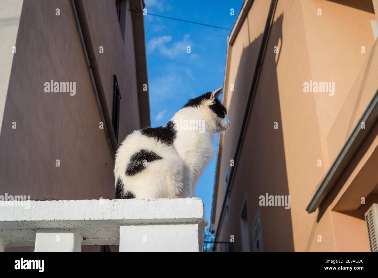 Chat noir et blanc sur balustrade blanc, île d'Iz, archipel de Zadar, Dalmatie, Croatie Banque D'Images