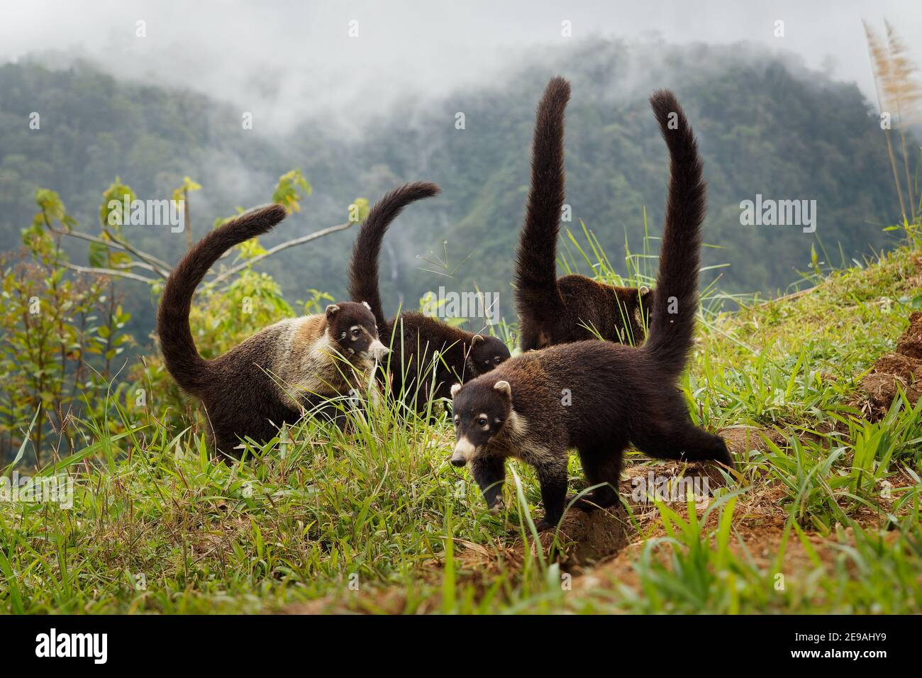 Coati à nez blanc - Nasua narica, connue sous le nom de coatimundi, famille des Procyonidae (ratons laveurs et parents). Les noms espagnols de l'espèce sont pizote, anto Banque D'Images