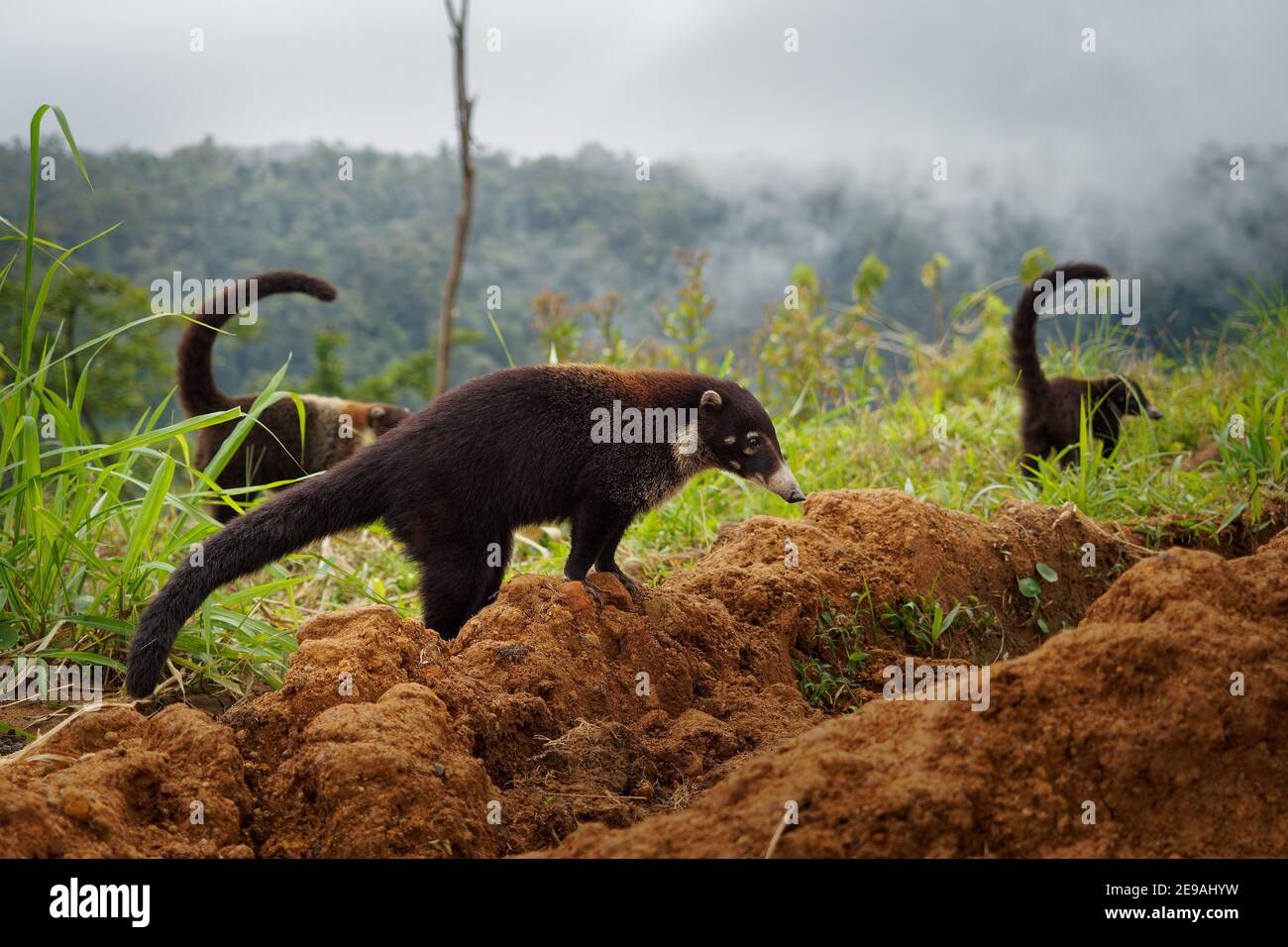 Coati à nez blanc - Nasua narica, connue sous le nom de coatimundi, famille des Procyonidae (ratons laveurs et parents). Les noms espagnols de l'espèce sont pizote, anto Banque D'Images