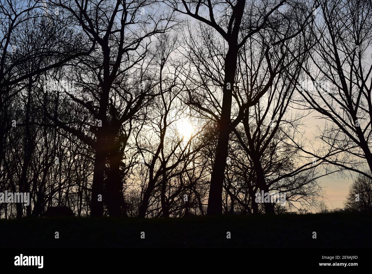 Arbres et buissons en hiver, rétroéclairés par un coucher de soleil Banque D'Images