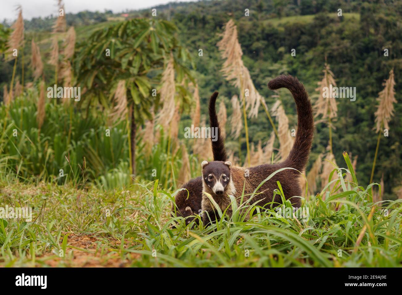 Coati à nez blanc - Nasua narica, connue sous le nom de coatimundi, famille des Procyonidae (ratons laveurs et parents). Les noms espagnols de l'espèce sont pizote, anto Banque D'Images