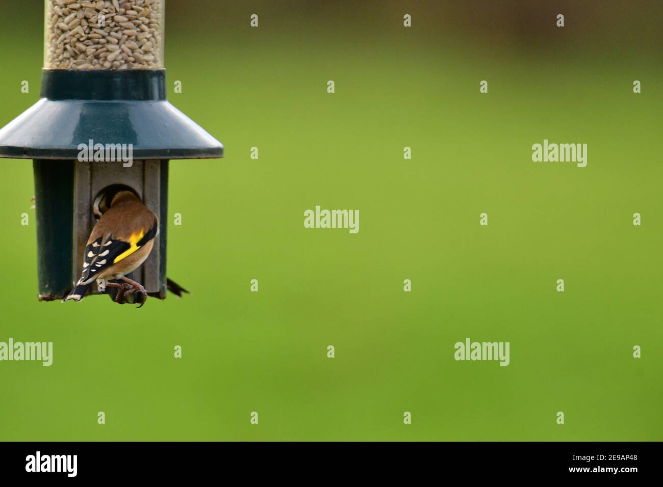 Météo Royaume-Uni. Sur un après-midi doux goldfinch en paires et simples sont vus accroché sur le nourrisseur à la recherche de nourriture pendant les mois d'hiver de février Banque D'Images