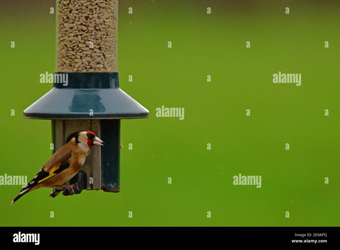 Météo Royaume-Uni. Sur un après-midi doux goldfinch en paires et simples sont vus accroché sur le nourrisseur à la recherche de nourriture pendant les mois d'hiver de février Banque D'Images