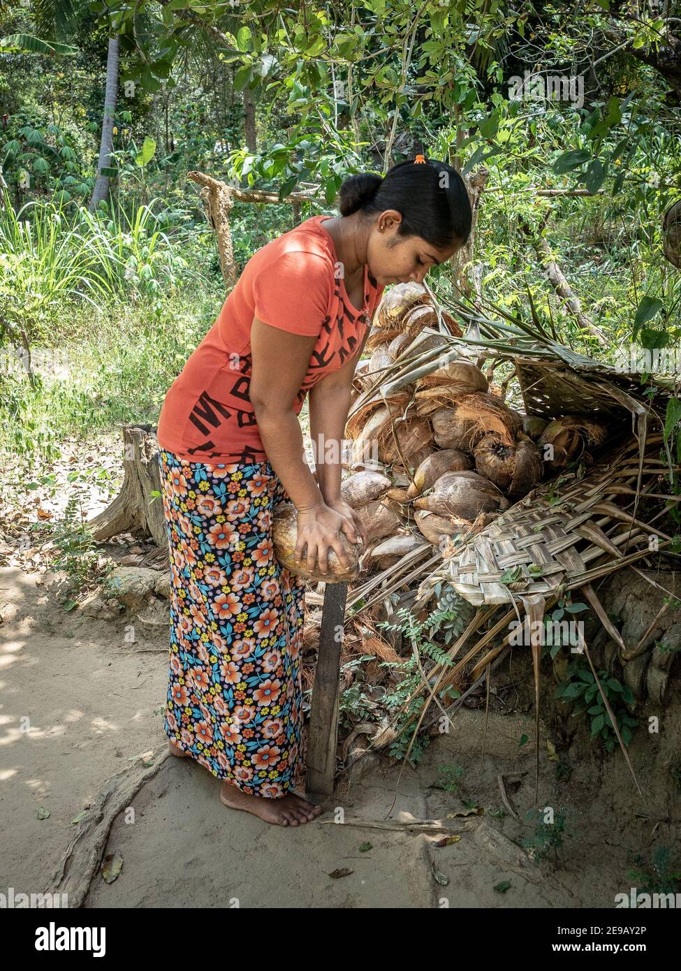 HIRIIWADUNNA, SRI LANKA - 10 mars 2019 : jeune femme d'asie du Sud qui se frayent une noix de coco. Village écologique Hiriwadunna. Banque D'Images