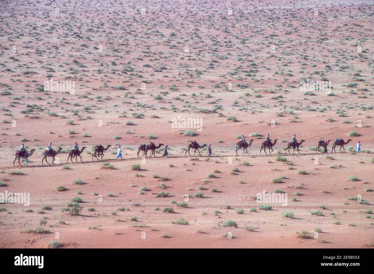 Vue aérienne train de chameau Wadi Rum Banque D'Images
