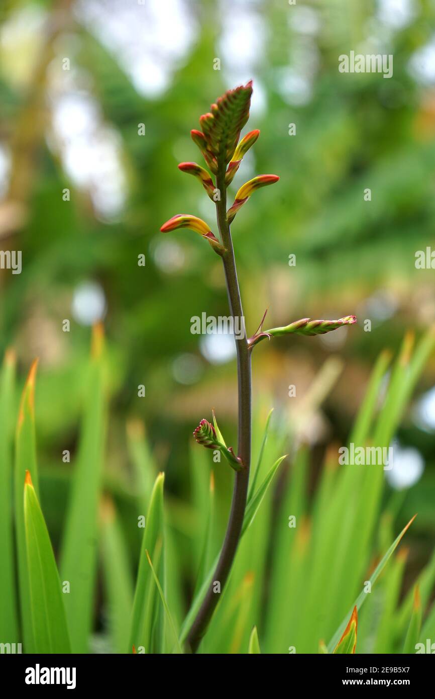 Ce drapeau africain ou Cobra Lily (Chasmanthe floribunda) apporte une tache lumineuse de rouge à n'importe quel jardin, en particulier dans l'intérêt d'attirer le colibris Banque D'Images