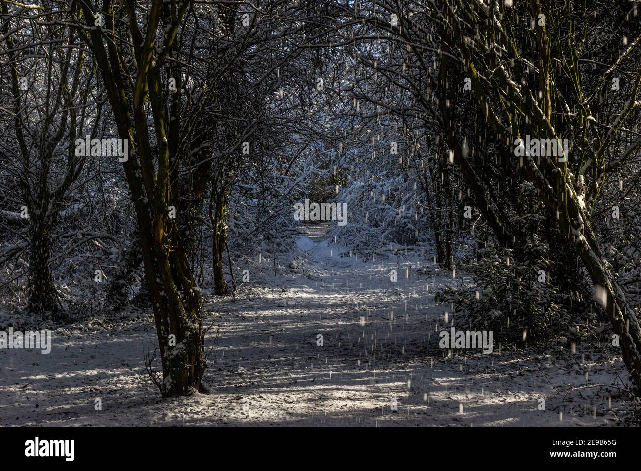 Hiver dans Watermead Park à Leicester, belle neige fraîche et jour ensoleillé. Ciel bleu fantastique. Banque D'Images