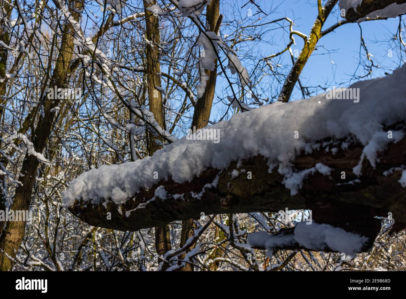 Hiver dans Watermead Park à Leicester, belle neige fraîche et jour ensoleillé. Ciel bleu fantastique. Banque D'Images