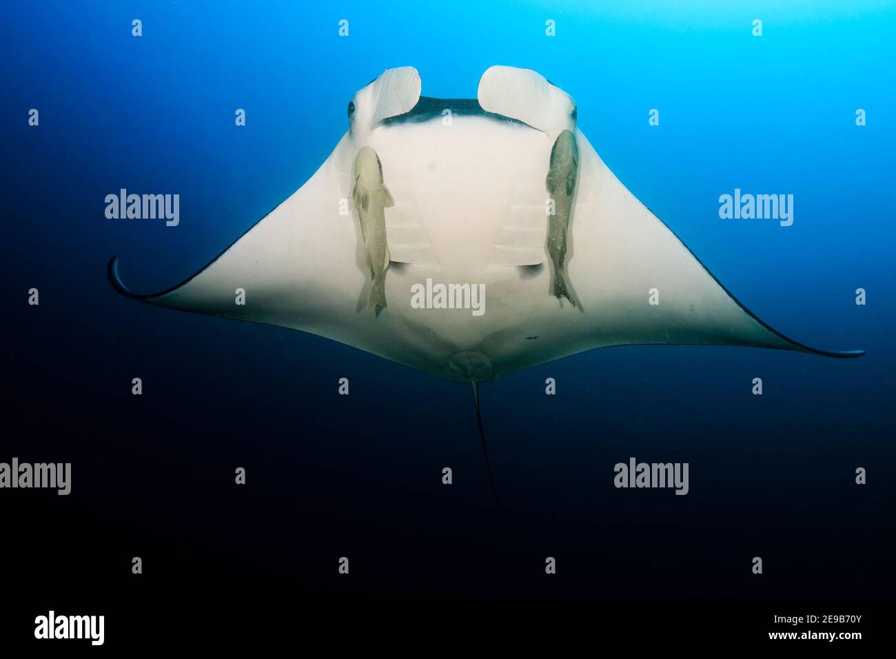 Manta Ray océanique géant (Manta birostris) avec Remora attaché nageant dans un océan bleu clair. Banque D'Images