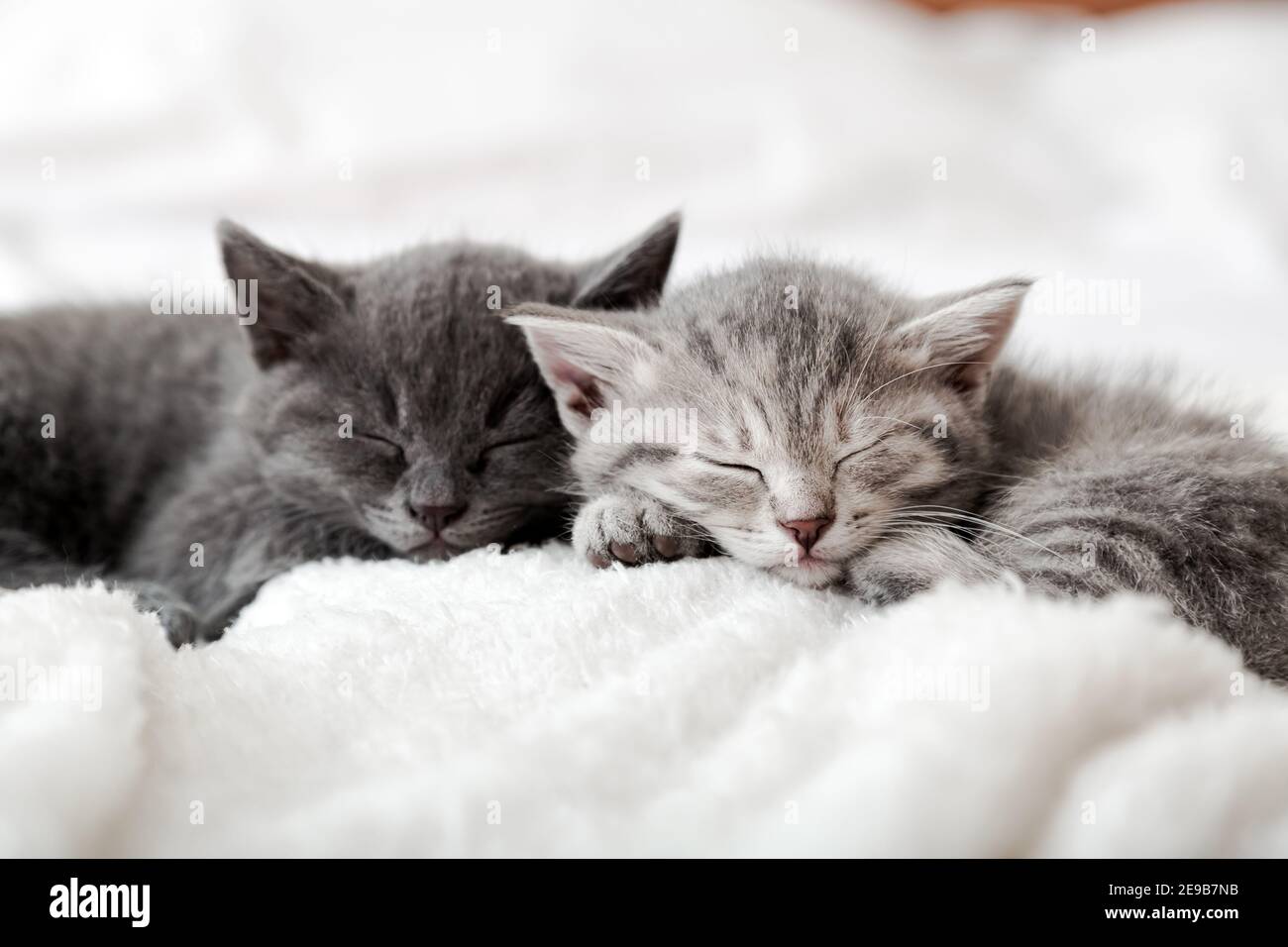Chaton Famille Dans Le Portrait D Amour Nez Adorables Pour La Saint Valentin Amour D Animal De Compagnie Couple Joyeux Chatons Sommeil Detendez Vous Ensemble Un Animal Domestique Confortable Dormant Photo Stock Alamy