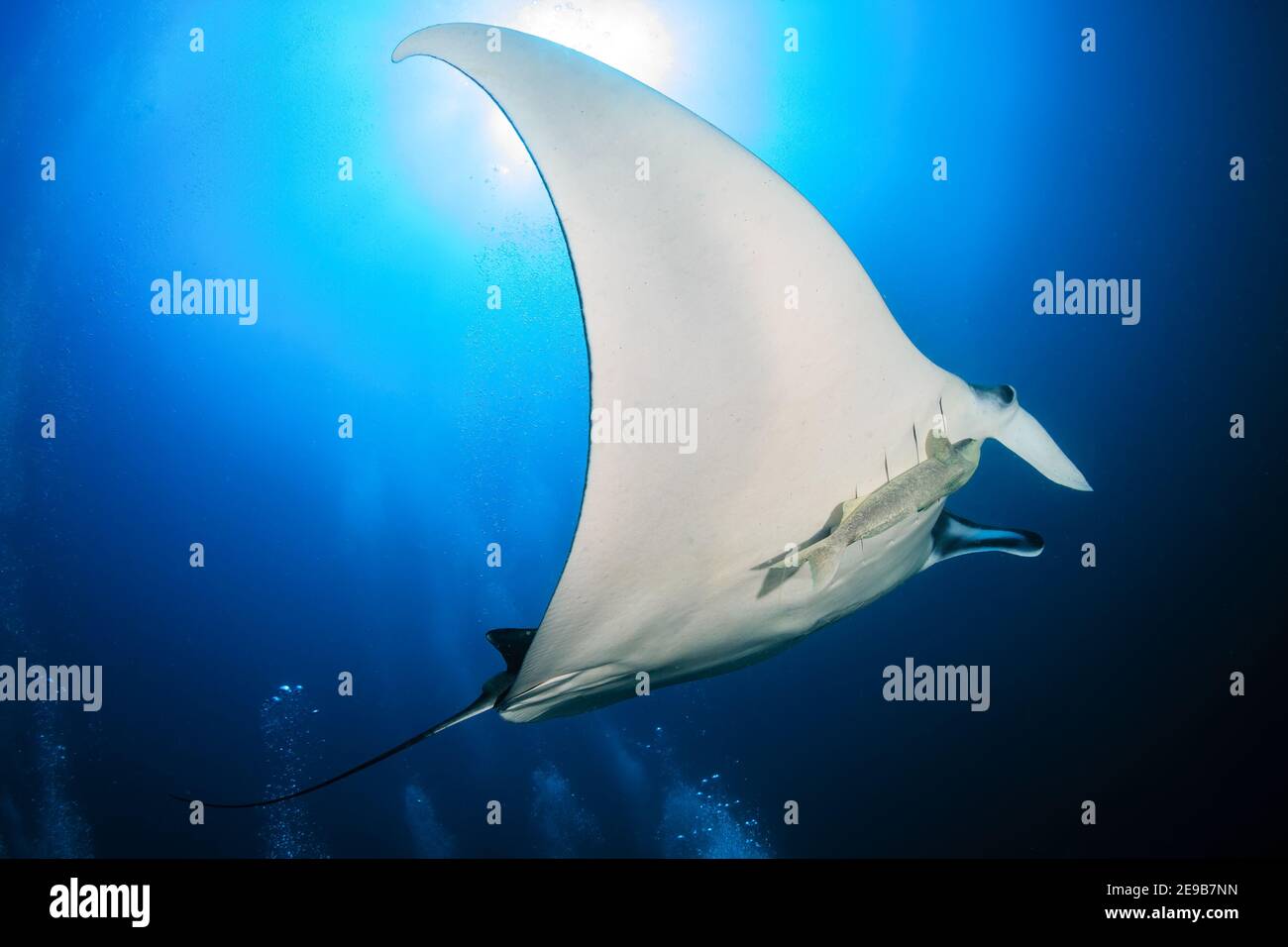 Grand Manta Ray océanique (Manta birostris) avec fond DE BULLES DE plongée dans un bleu, océan tropical (mer d'Andaman). Banque D'Images