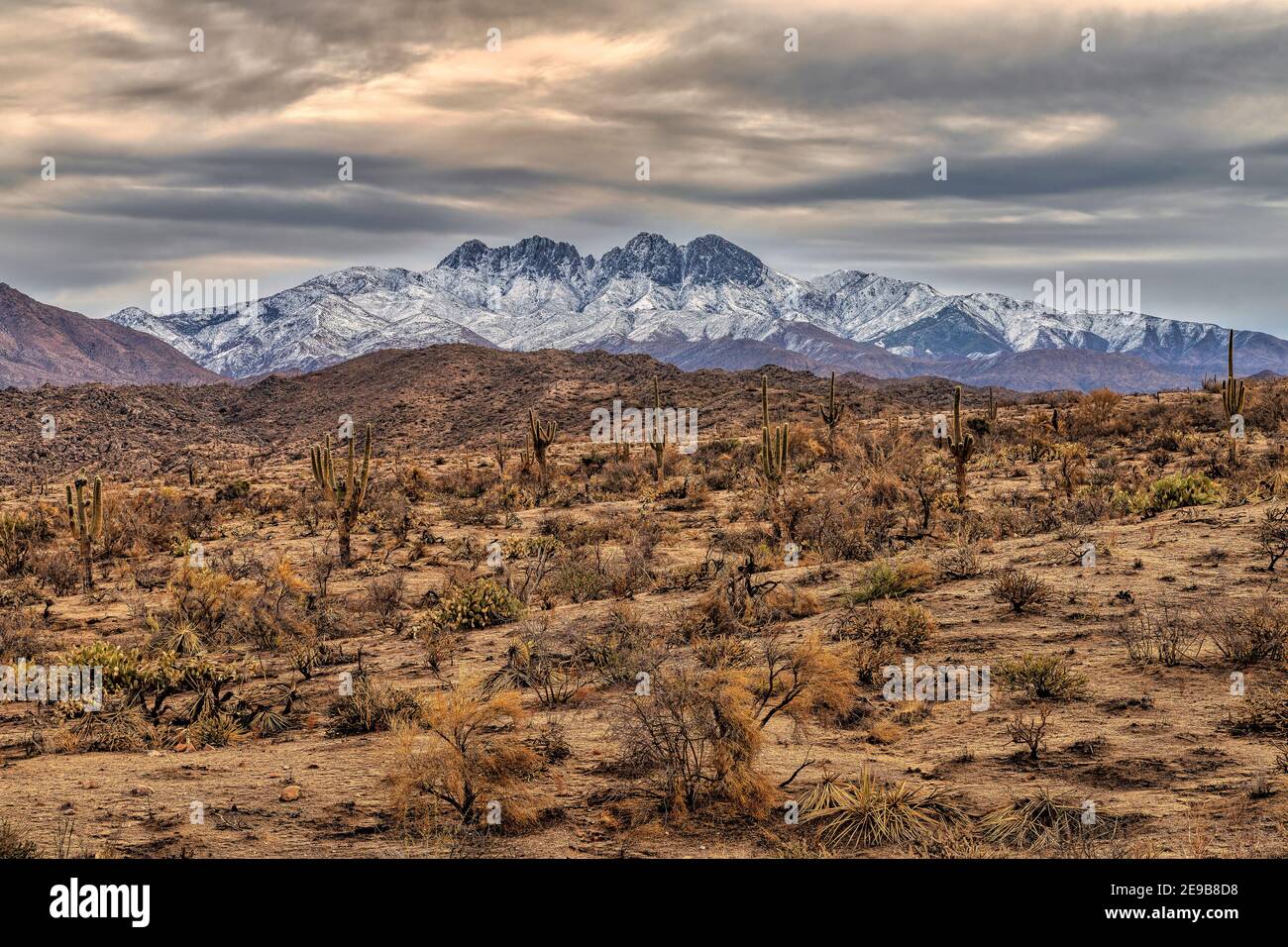 Vue d'hiver de la cicatrice de feu de Bush et de la nature de four Peaks dans la forêt nationale de Tonto à environ 45 miles au nord-nord-est de Phoenix, Arizo Banque D'Images