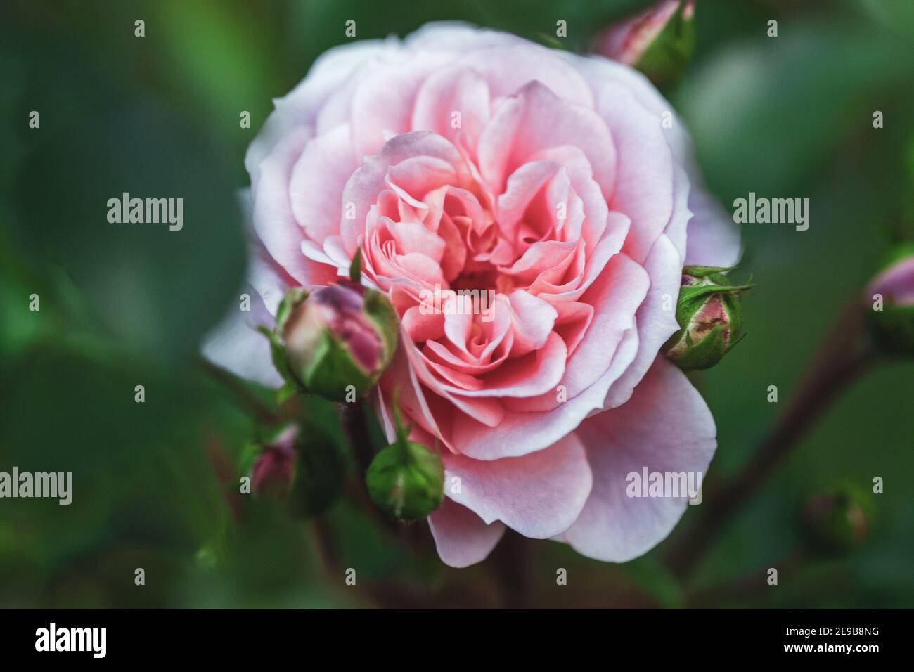 Rosa Pirouette - rose abricot élevé par Olesen, fleur contre feuilles vertes Banque D'Images