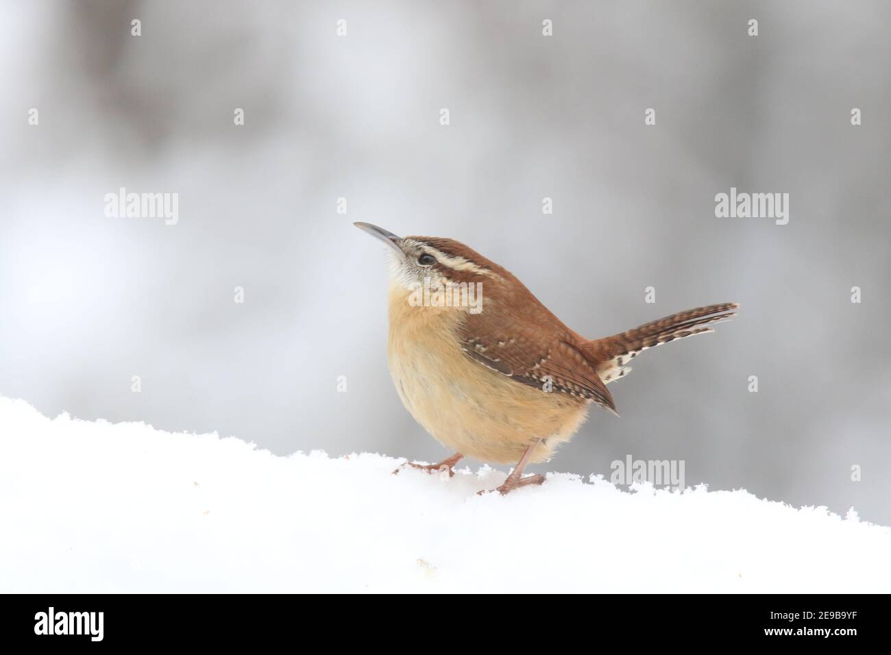 Wren de Caroline Thryothous ludovicianus perching dans une tempête de neige d'hiver Banque D'Images