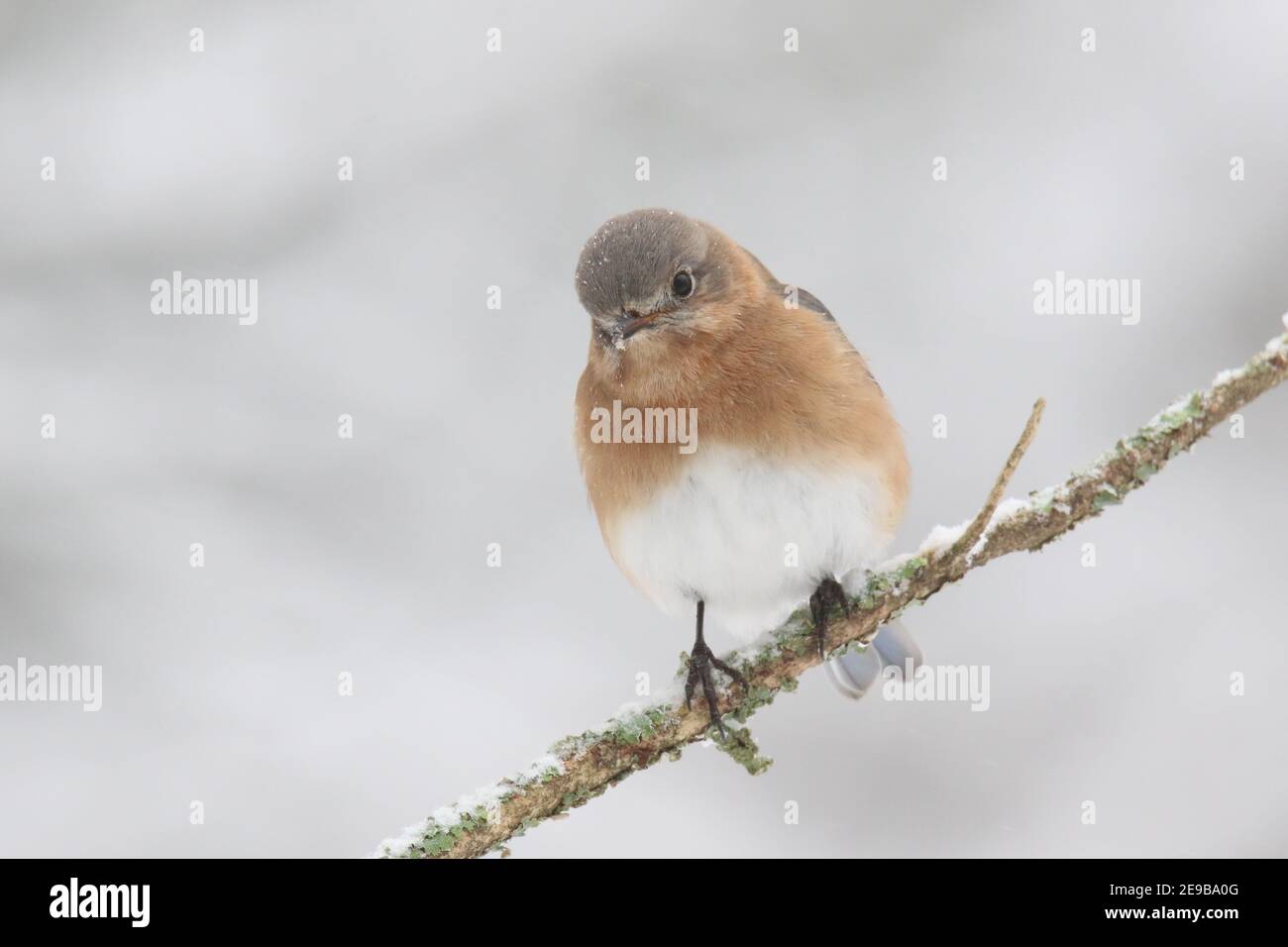 La femelle est Bluebird Sialia sialis perching sur une branche dans neige d'hiver Banque D'Images