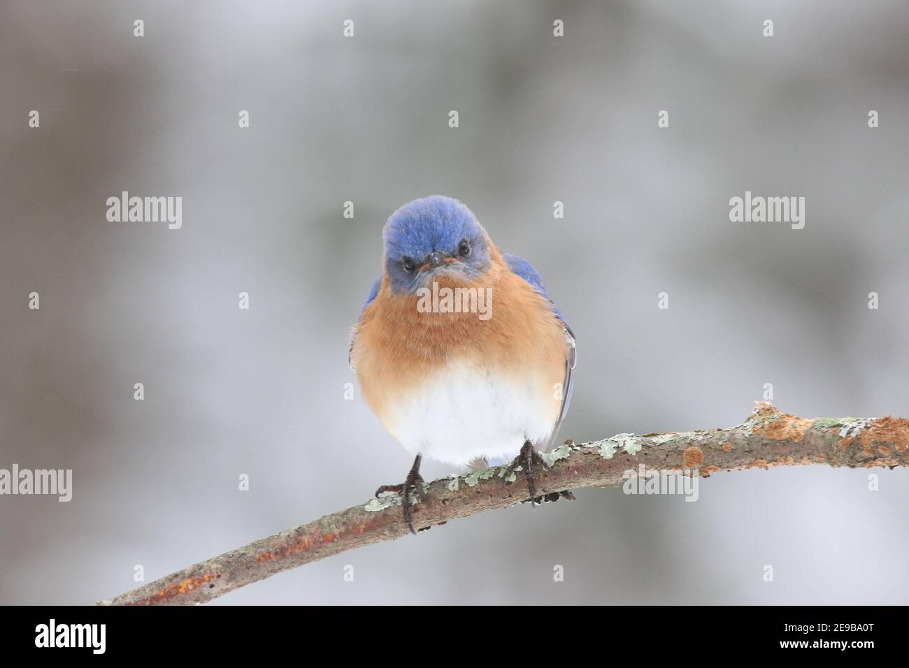 Le Bluebird de l'est de l'homme Sialia sialis perching sur une branche dans neige d'hiver Banque D'Images