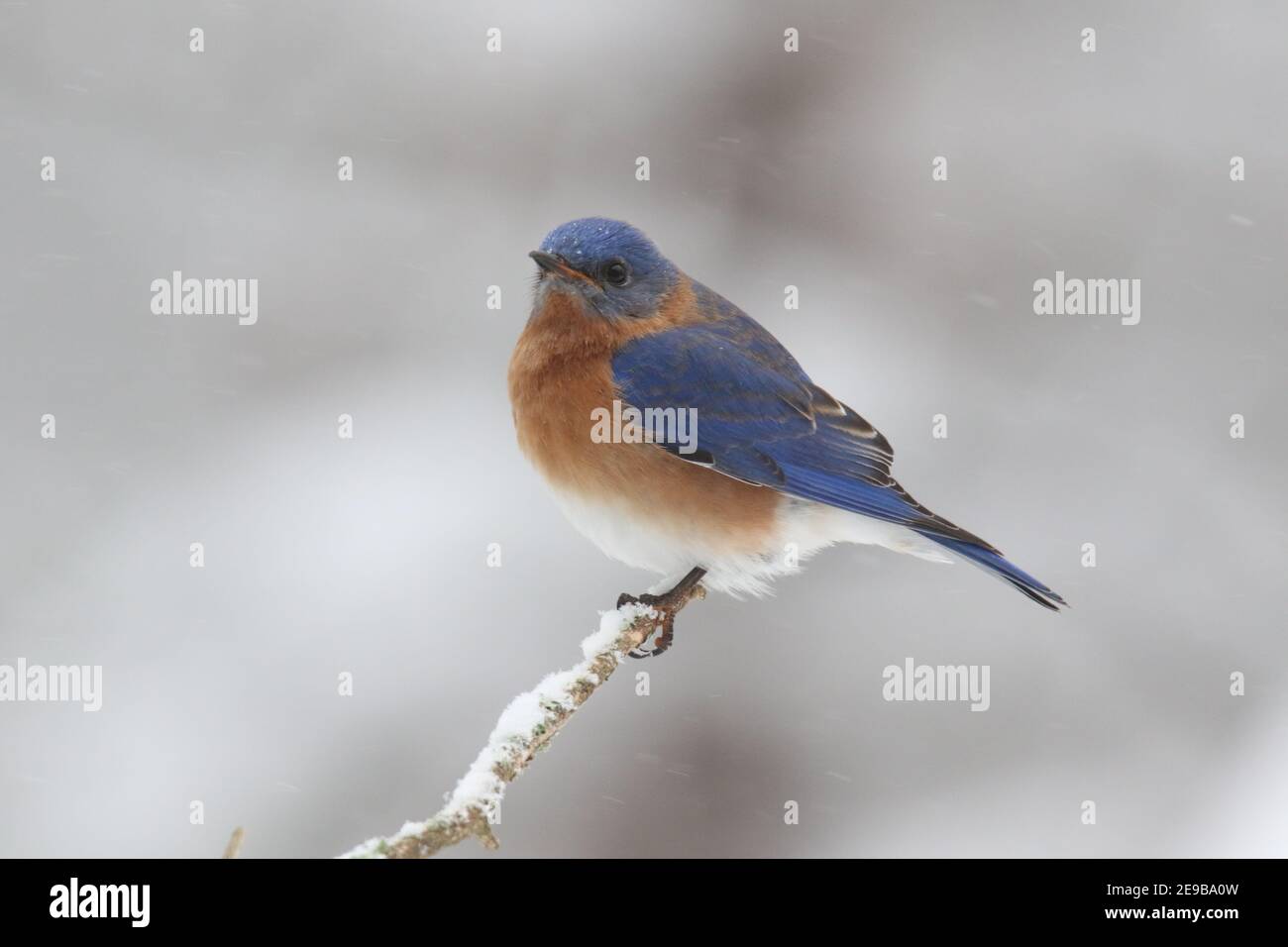 Le Bluebird de l'est de l'homme Sialia sialis perching sur une branche dans neige d'hiver Banque D'Images