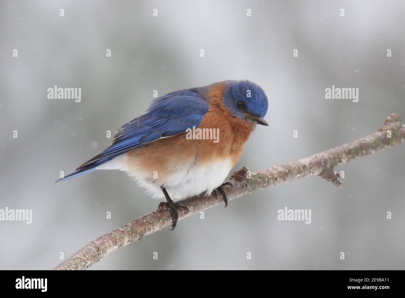 Le Bluebird de l'est de l'homme Sialia sialis perching sur une branche dans neige d'hiver Banque D'Images
