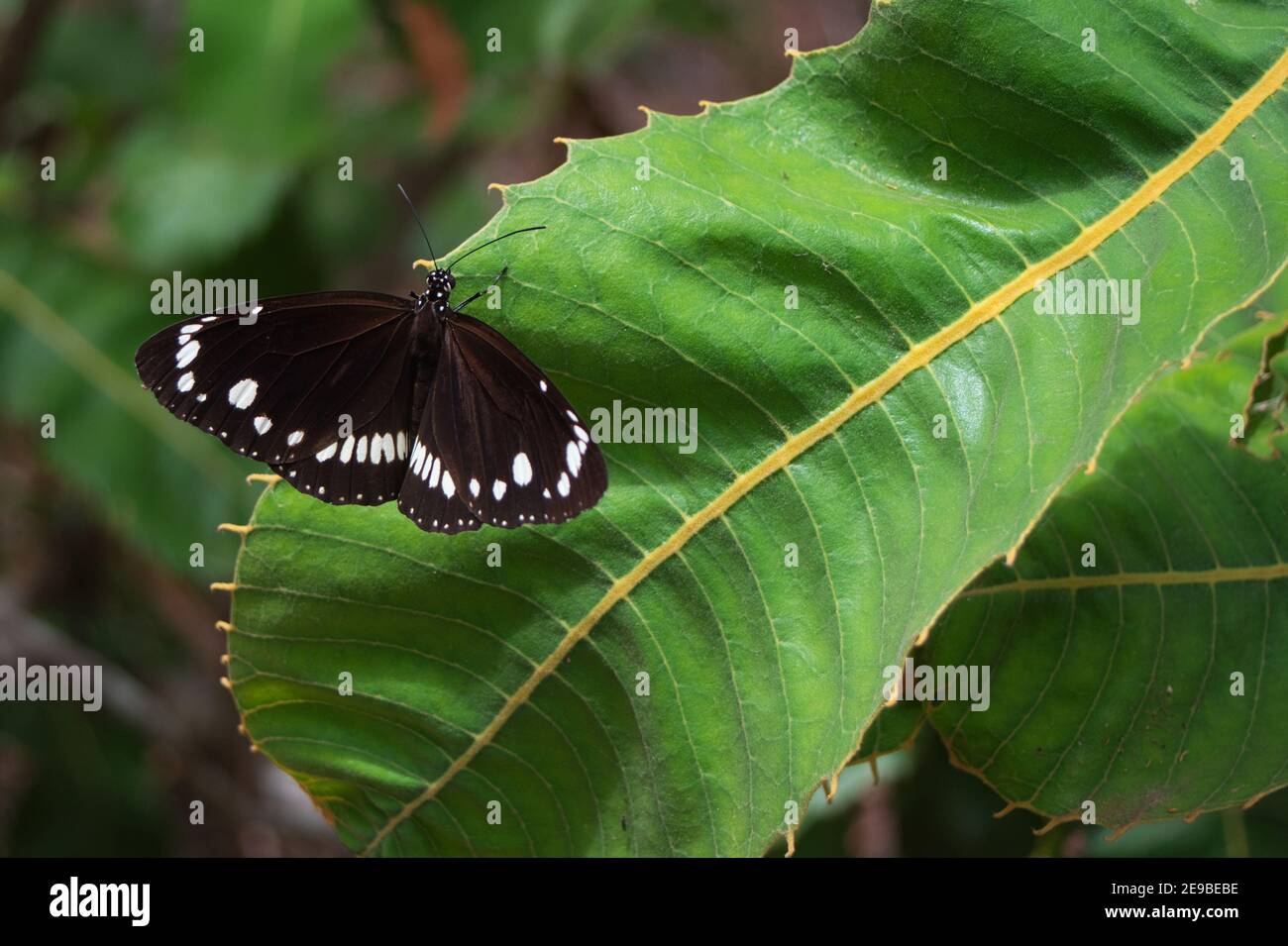 Papillon noir et blanc avec ailes ouvertes sur branche verte Banque D'Images