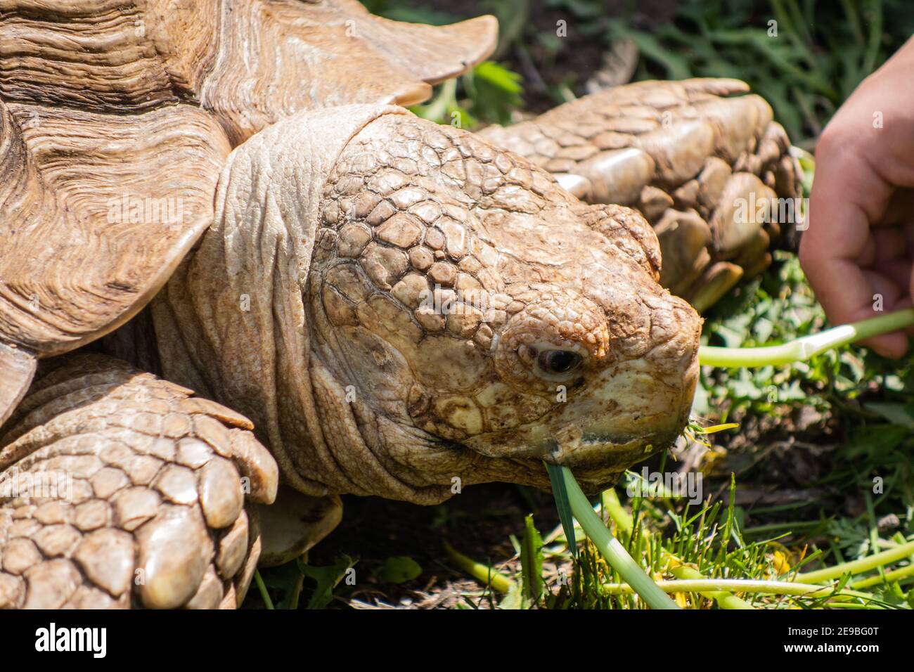 Gros plan de la tête d'une tortue géante sous le soleil éclatant dans l'herbe verte. Un homme nourrit une tortue avec des pissenlits. Mise au point sélective. Banque D'Images