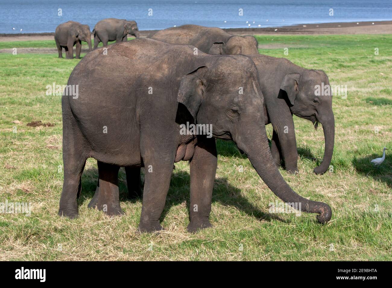 Des éléphants sauvages se broutent sur des prairies adjacentes au réservoir (réservoir artificiel) du parc national de Méneriya, près de Habarana, dans le centre du Sri Lanka. Banque D'Images