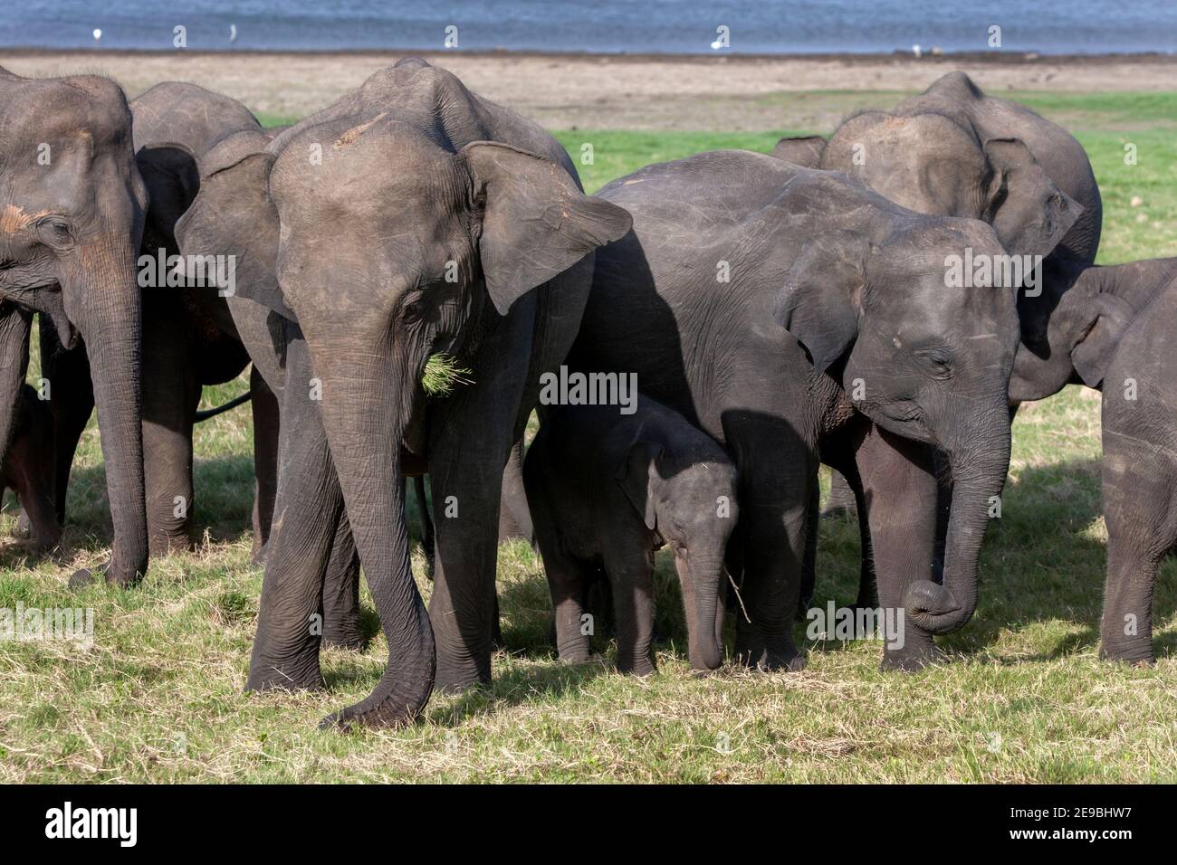 Des éléphants sauvages se broutent sur des prairies adjacentes au réservoir (réservoir artificiel) du parc national de Méneriya, près de Habarana, dans le centre du Sri Lanka. Banque D'Images